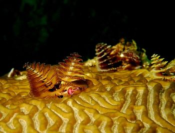 Xmas Tree Worm - Shot at Roatan with a Reefmaster 300 Dig... by John C Jeppson 
